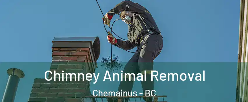  Chimney Animal Removal Chemainus - BC