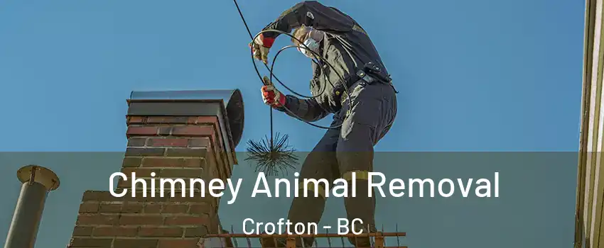  Chimney Animal Removal Crofton - BC