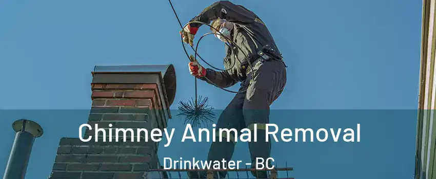  Chimney Animal Removal Drinkwater - BC