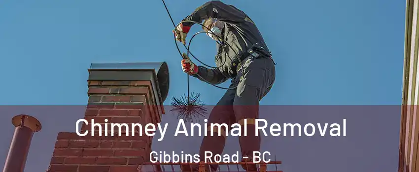  Chimney Animal Removal Gibbins Road - BC