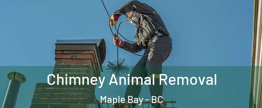  Chimney Animal Removal Maple Bay - BC
