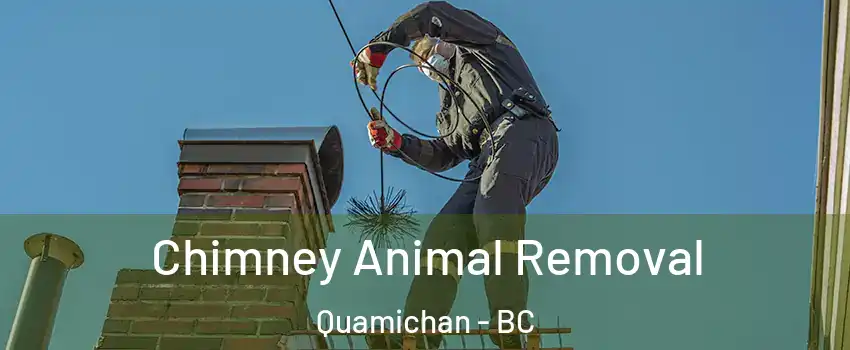  Chimney Animal Removal Quamichan - BC