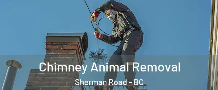  Chimney Animal Removal Sherman Road - BC