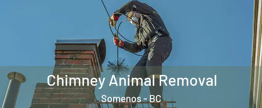  Chimney Animal Removal Somenos - BC